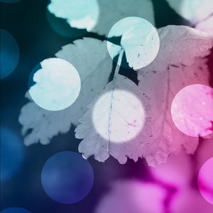 Meet your Posher, Gracie